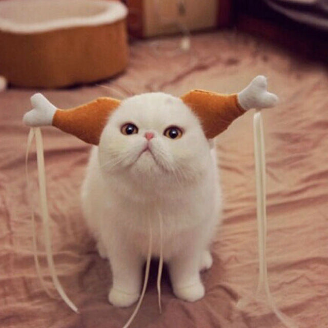 funny cats dressed up
