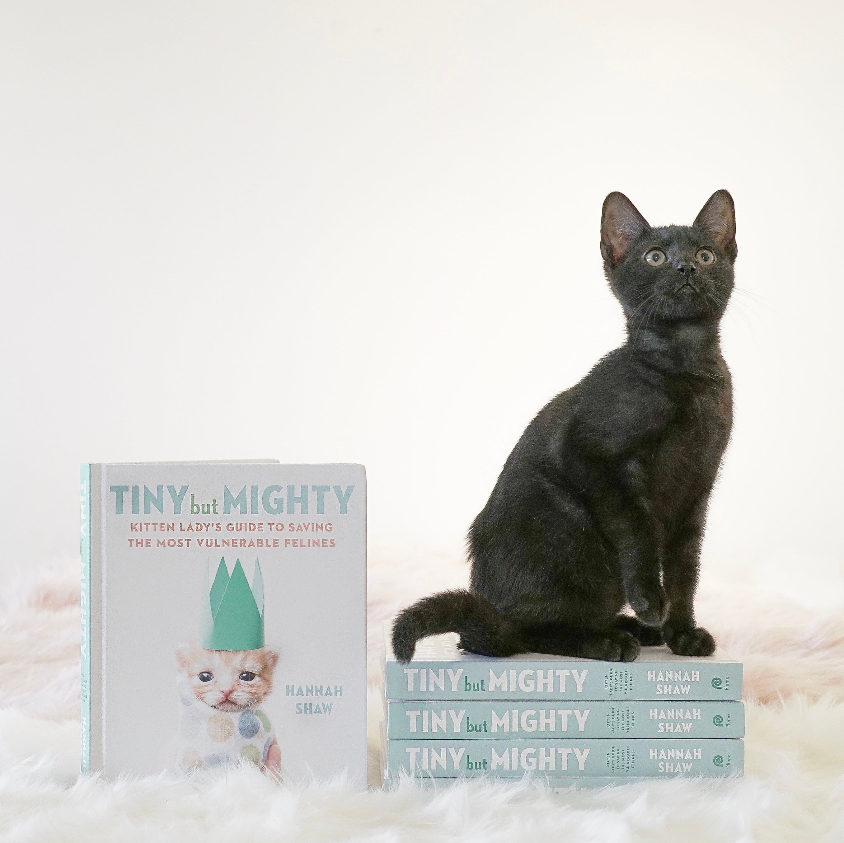 Tiny but mighty store by hannah shaw