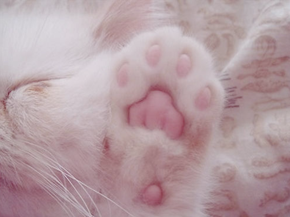 Cat paw jelly outlet beans