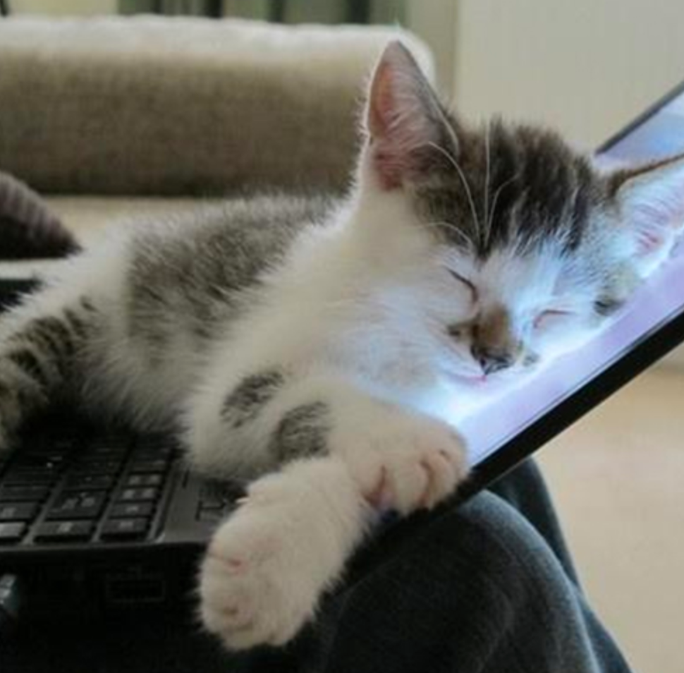 sleepy kitten keyboard