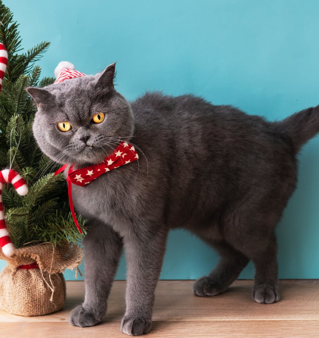  Russian Blue Cat Wear Christmas hat Glittering