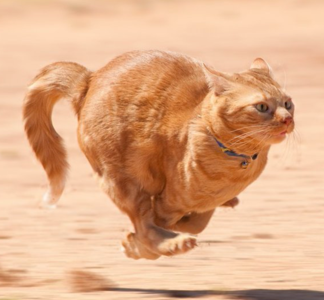cat running no legs
