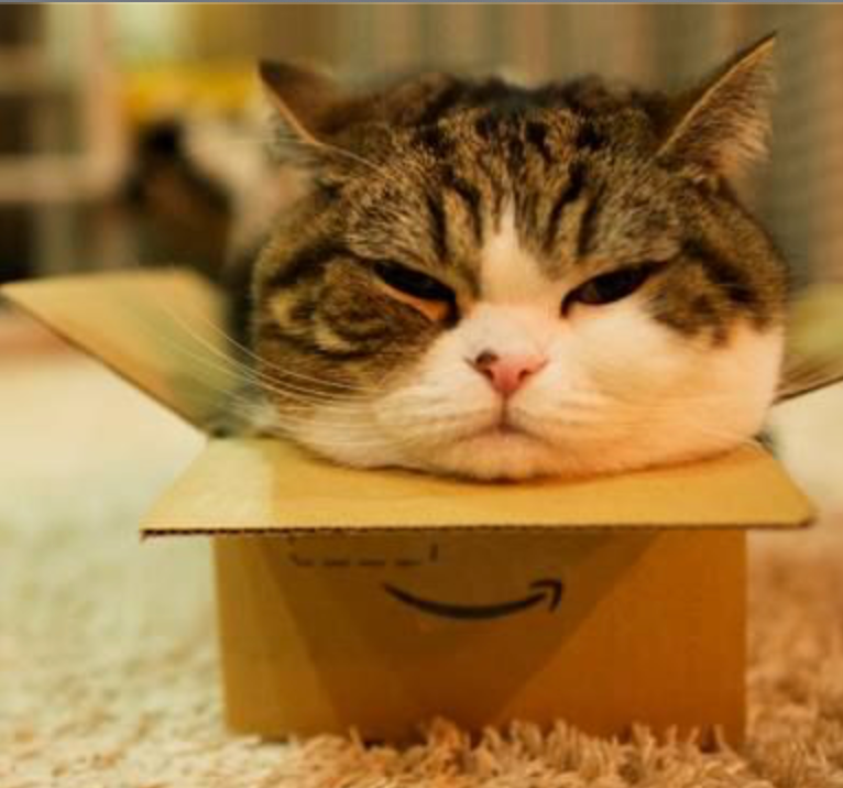 Revealed: Why Do Cats Like Boxes So Much?