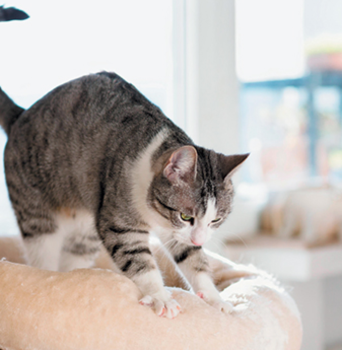 Why do cats shop knead on blankets