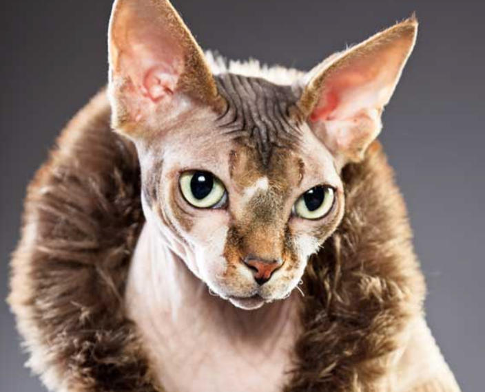 8 Things You Probably Didn't Know About Sphynx Cats – Meowingtons