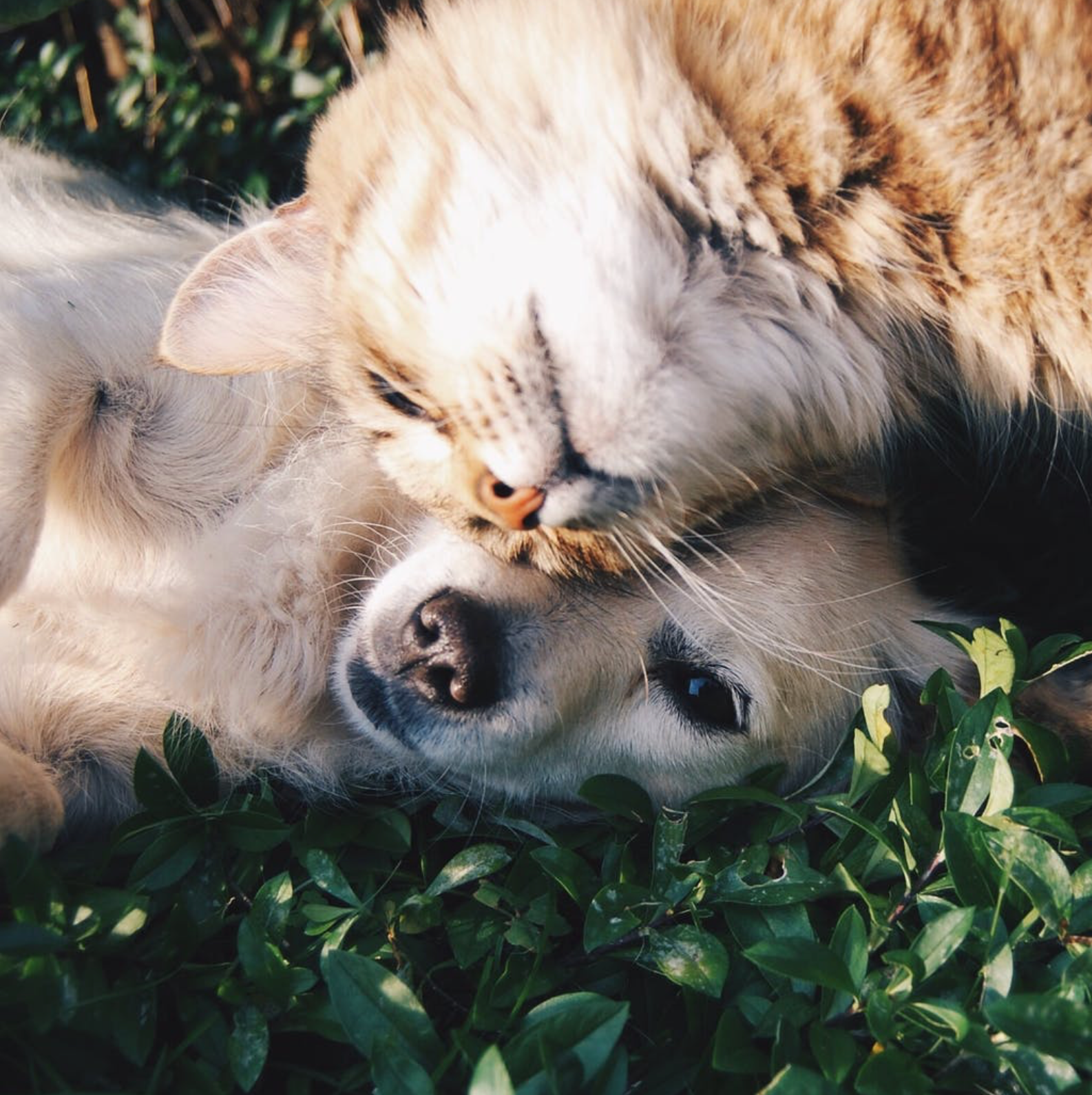 7 Tricks To Help Your Cat & Dog Get Along - Androscoggin Animal