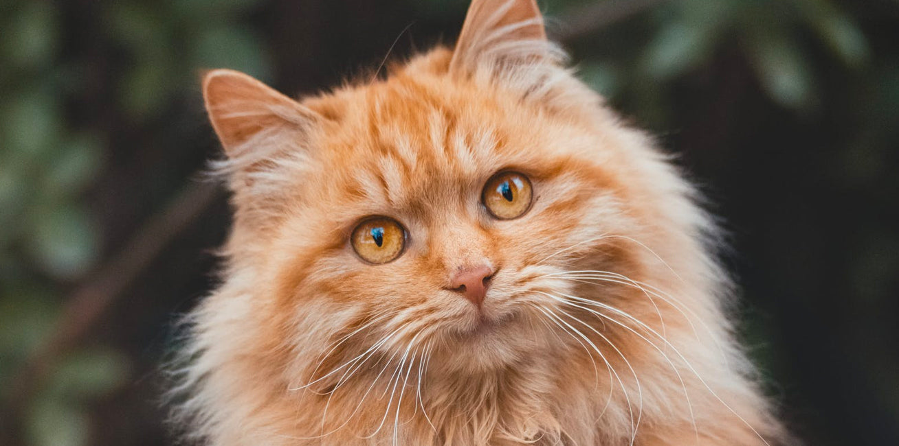 fluffy orange cat breeds
