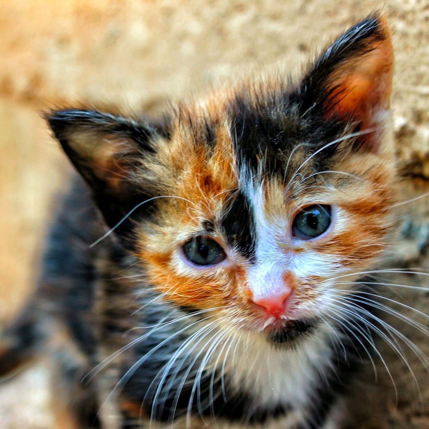 What To Do If You Find an Abandoned Kitten – Meowingtons