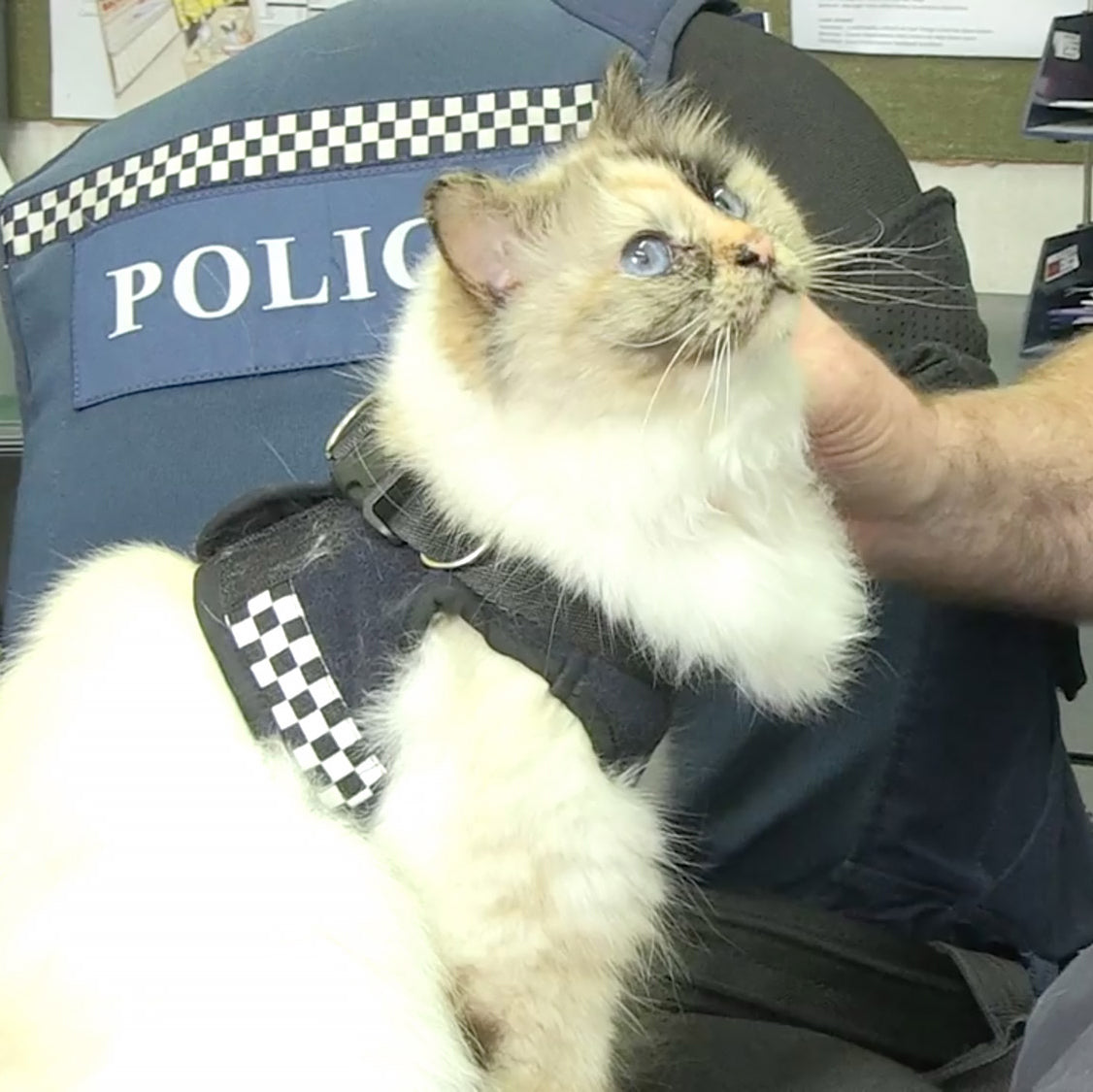 Meet the Cutest (and Cuddliest) Police Officer in New Zealand
