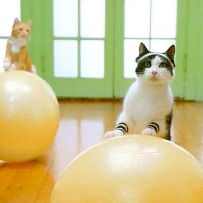 4 Ways To Help Your Cats Get The Exercise They Need