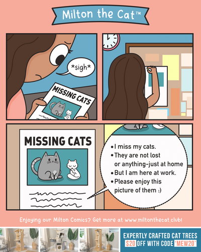 Missing Cats