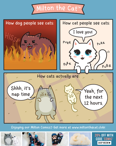 How Dog People See Cats Vs How They Actually Are