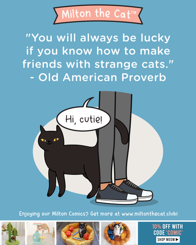 Wednesday Wisdom: Strange Cats