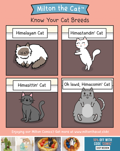 Know Your Cat Breeds