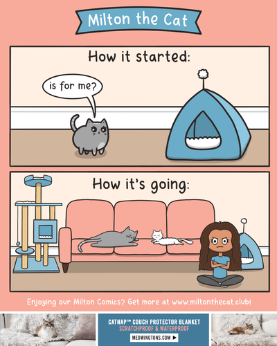 TBT: Cat Parent Life