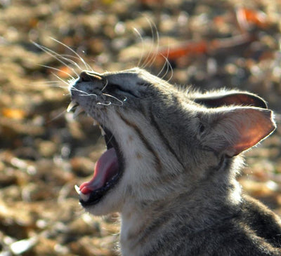 Here's Why Cats Can Purr, But Not Roar