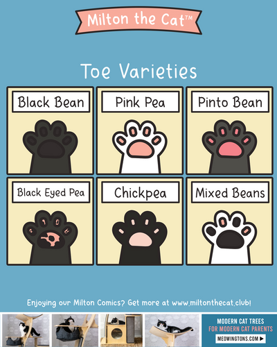 An Assortment of Beans