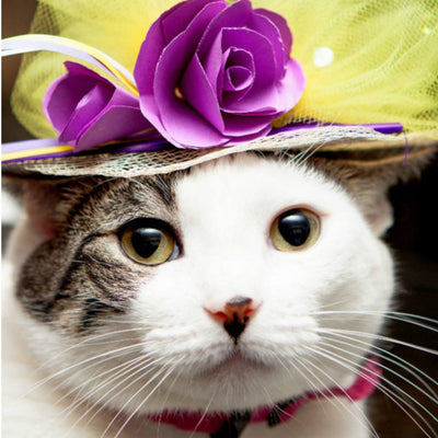 Adoptable Cats Celebrate The Royal Wedding With Feline Fascinators