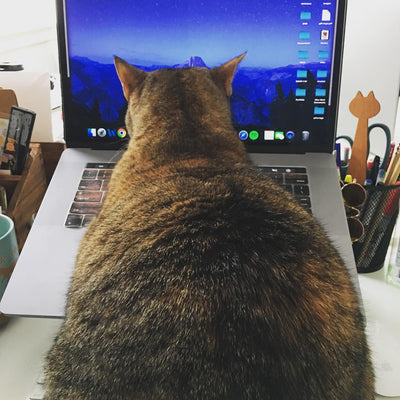 15 Cats Who Are Nailing This "Work From Home" Thing