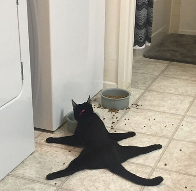 People Are Sharing Pics Of Their Cats Acting Weird And The Results Are Amazing