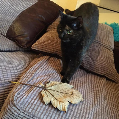 10 Times Cats Brought Their Owners Some Unusual "Gifts"