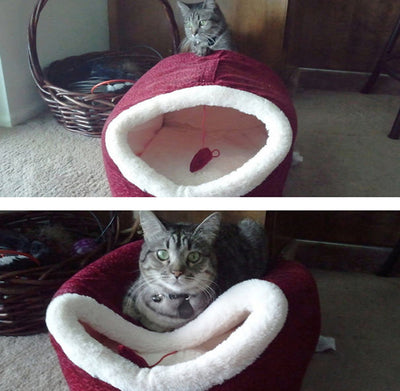 14 Frustratingly Hilarious Examples of Cat Logic