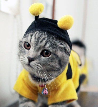 These Bumblebee Cats Want You To Help Protect the Bees!