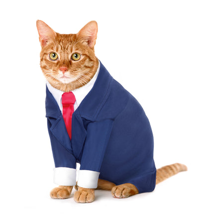 Back At Work? Here Are 10 Business Cats To Keep You Motivated