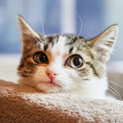 6 Signs Your Cat Has Anxiety & How To Help