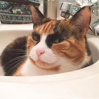 17 Cats That Are Definitely Judging Your Life Choices During Quarantine