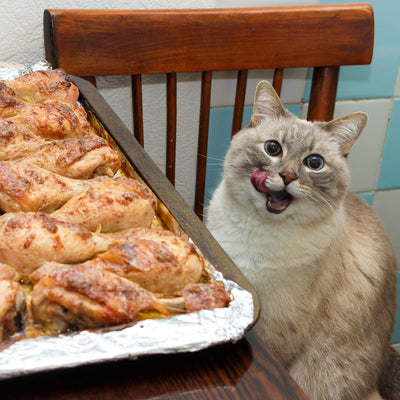 Thanksgiving Treats You Can Actually Give Your Cat