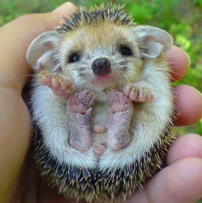 Russian Cat Nurses Eight Orphaned Hedgehogs Back to Health