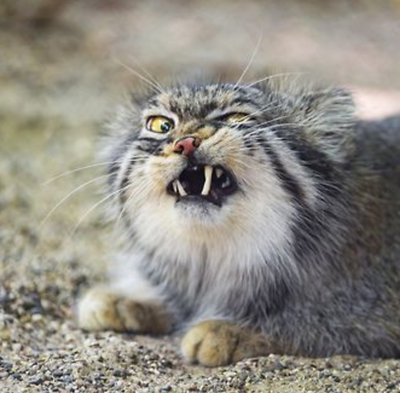 Literally Just 14 Hilarious Photos of Cats Caught Mid-Sneeze