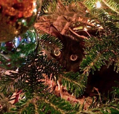 Cats Who Definitely Don't Want To Destroy Your Tree