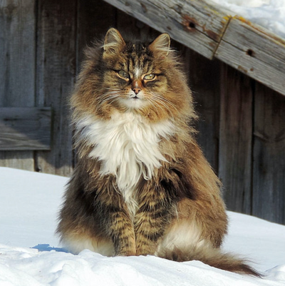 Giant, Fluffy Cats Have Taken Over This Farm, And They’re Absolutely Majestic