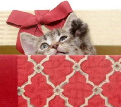 People Get Surprised With Kittens for Christmas