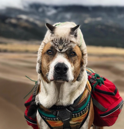 Inseparable Cat and Dog Duo Explore the World Together