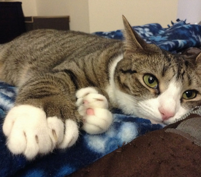 Toe Bean News: 28-Toed Cat Ties World Record For Most Toes!