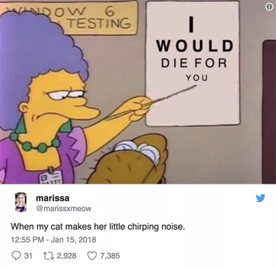 15 Cat Tweets That Are Almost Too Relatable