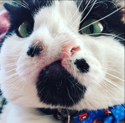 This Two-Nosed Cat is Looking for a Forever Home