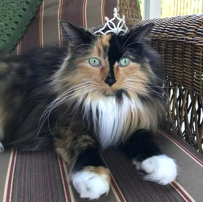 Cat Takes Office as Mayor of Small Michigan Village