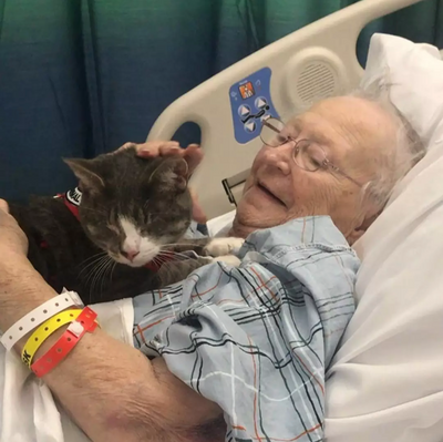 Blind Cat Helps His Grandma Get Cancer-Free with Hospital Visits and Cuddles