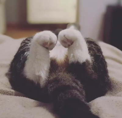 Literally Just 14 Photos of Cats With Their Cute Lil Paws Curled Up