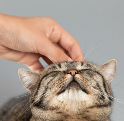 Where Your Cat Actually Wants to Be Petted