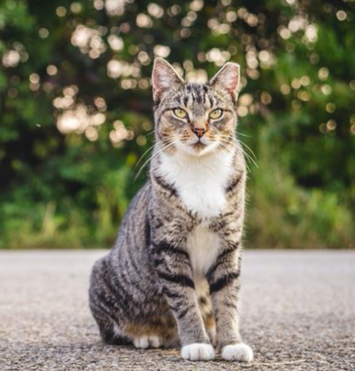 Myths and Misconceptions About Feral Cats