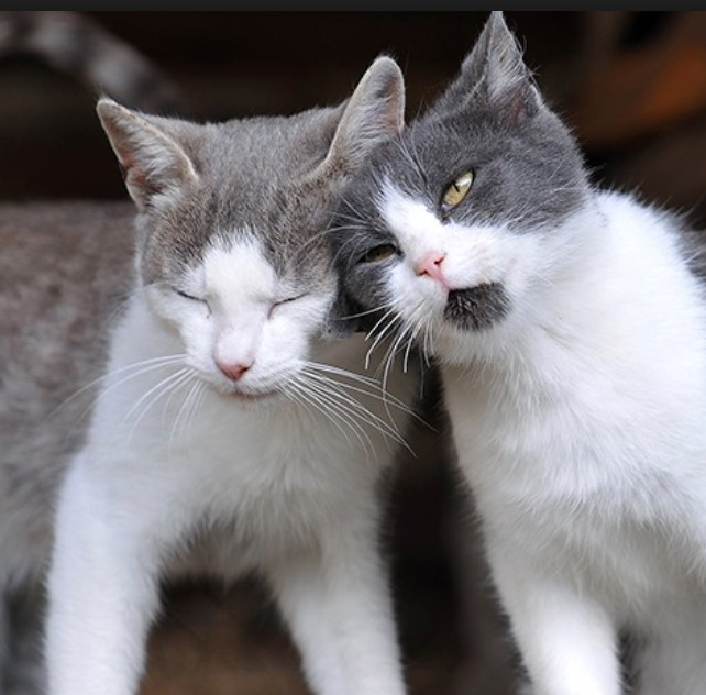 How To Introduce Cats So They Don't End Up Hating Each Other – Meowingtons