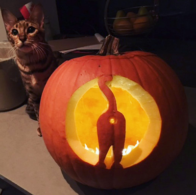 13 Of The Best Cat-O-Lanterns We Could Find