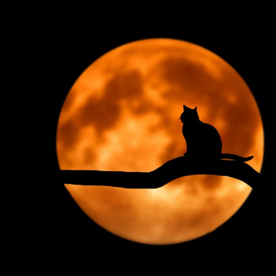 Here's How Black Cats Became Halloween Icons