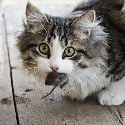 5 Gross Things Cats Do That Actually Make Sense