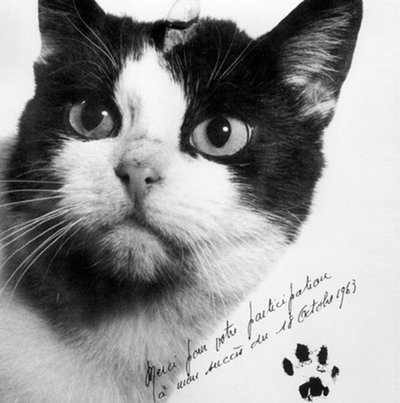 7 Cats That Made History